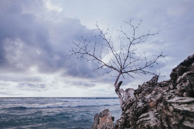 Depicts a solitary tree on a rocky shore amid a dramatic, cloudy sky. Scene is tranquil and full of natural beauty. Ideal for themes of solitude, nature's resilience, tranquility, and dramatic scenery. Suitable for use in travel brochures, environmental awareness campaigns, nature blogs, or as artistic decor.