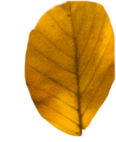 transparent yellow leaf for fall season design - Download Free Stock Videos Pikwizard.com
