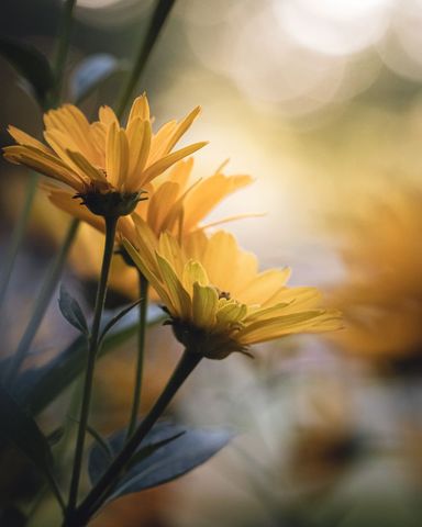 Golden Yellow Daisies Bathing in Soft Morning Light with Shallow Depth of Field