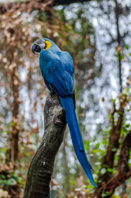 A vibrant blue-and-yellow macaw is perched on a tree branch in a lush forest environment. The bird's colorful plumage contrasts beautifully with the natural greenery around it. Ideal for use in nature-related articles, travel brochures, educational materials about tropical wildlife, and presentations on biodiversity.
