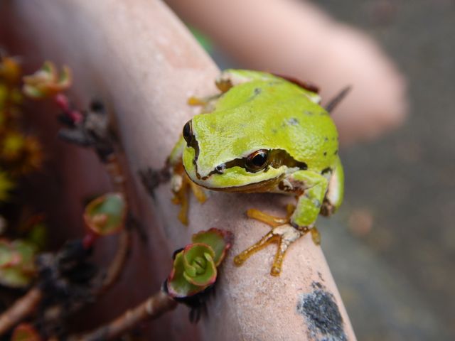 Tree frog Amphibian Frog - Download Free Stock Photos Pikwizard.com