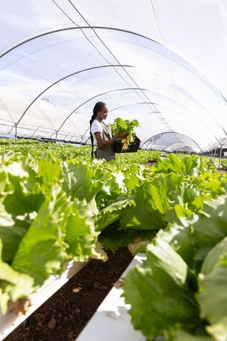 Sustainable Hydroponic Farming in Modern Greenhouse by African American Woman