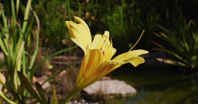 Vibrant yellow lily flower in full bloom in a sunny garden. Ideal for use in botanical studies, gardening promotions, nature articles, or floral-themed designs. Bright and eye-catching, perfect for adding a touch of natural beauty and positivity to various visual projects.