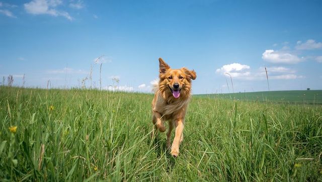 Golden retriever sprinting through wildflower meadow with tongue out and joyful expression