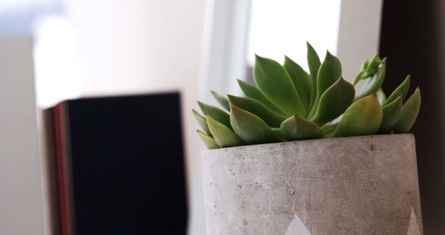 A succulent plant sits in a concrete pot on a table, with a blurred book in the background, with copy space. The image conveys a sense of tranquility and simplicity, often associated with modern interior design.