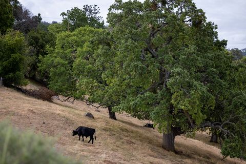 Black cow grazing beneath ancient oak on rolling dry hillside under overcast sky