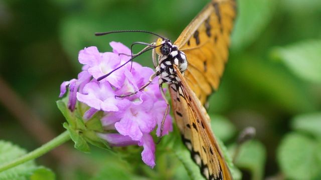 Beautiful close-up of butterfly pollinating a purple flower with a green background. Suitable for nature blogs, educational materials on pollination, wildlife photography collections, and gardening guides.