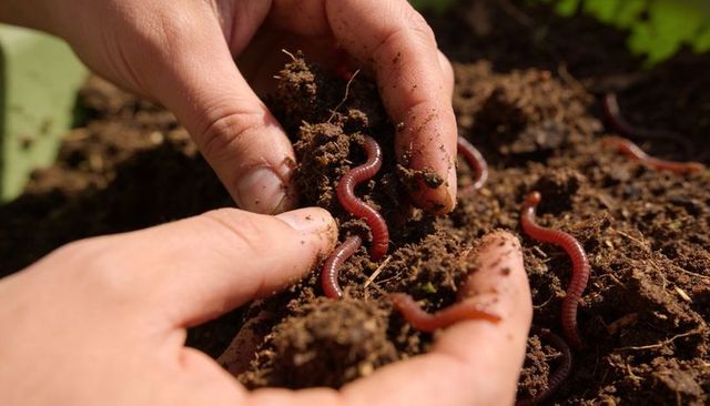 Hands holding wriggling earthworms in sunlit compost soil for vermiculture and organic gardening