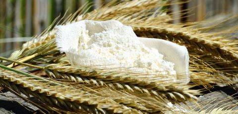 Organic Wheat Flour Harvested from Golden Ears