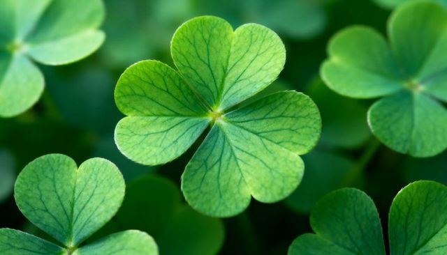 Glowing four-leaf clover showcasing detailed veins in macro closeup with soft bokeh background