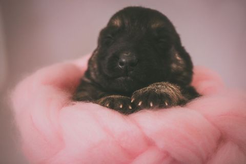 Newborn puppy wrapped in cozy pink blanket