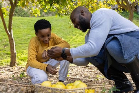 African american father teaching son picking lemons in sunlit backyard orchard harvest moment