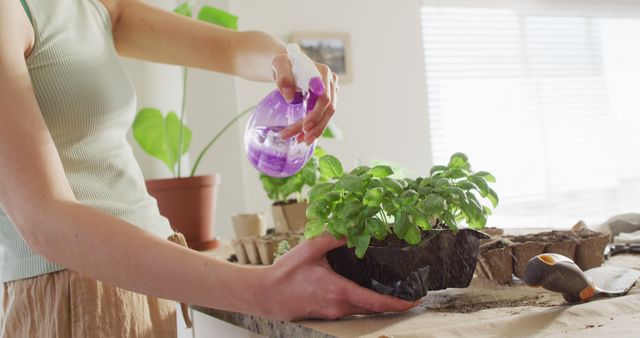 Caucasian woman watering plant of basil on table in kitchen. Spending quality time at home concept.