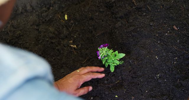 Person planting small flower in rich garden soil with bare hand. Ideal for topics on gardening, sustainability, nature, and organic farming. Perfect for illustrating blog posts or educational materials about planting techniques and growth.