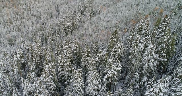 Aerial View of Snow Covered Evergreen Forest - Download Free Stock Images Pikwizard.com