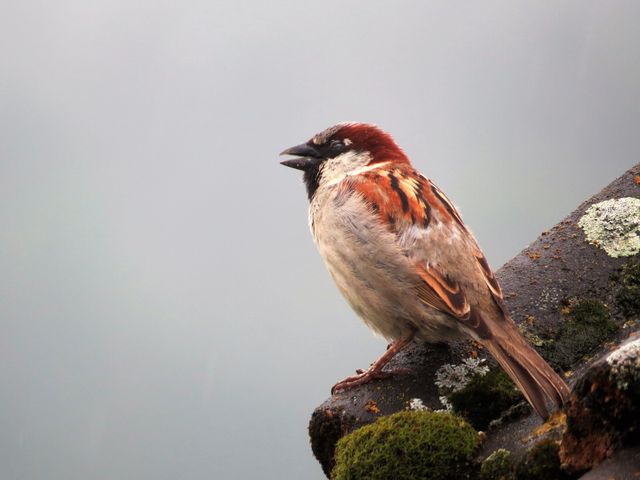 Sparrow with distinctive brown feathers singing while perched on mossy rock in natural outdoor setting. Ideal for use in articles about birdwatching, wildlife photography, nature conservation, and outdoor activities. Can complement educational materials and nature journals.