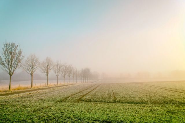 Misty morning over frosty field with line of bare trees creating serene and tranquil scene. Ideal for background, nature blogs, meditative content, promotion of rural tourism and seasonal campaigns.