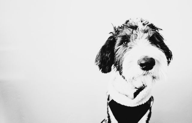 A fluffy dog is sitting against a plain background, captured in a black and white close-up image. This photo is perfect for pet-related content, animal rescue promotions, social media posts focused on pets, or any design that needs an adorable dog portrait.