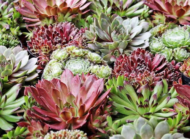 Various colorful succulent plants densely clustered, displaying vibrant red, green, and pink hues. Their unique textures and intricate patterns effectively capture the viewer's attention. Suitable for use in gardening blogs, home decor websites, and design projects focusing on natural elements or greenery.