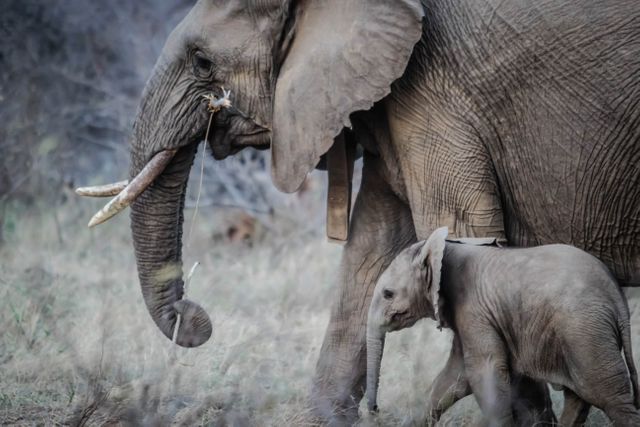 Elephant Mother and Calf Walking in Nature - Download Free Stock Photos Pikwizard.com