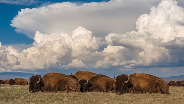 Grazing american bison herd resting on open prairie beneath towering thunderhead clouds