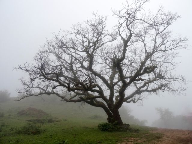 Leafless tree standing alone in dense foggy landscape with an eerie and haunting atmosphere. Ideal for backgrounds, nature themes, autumn scenes, mystical and surreal concepts, or to evoke feelings of solitude and peace.