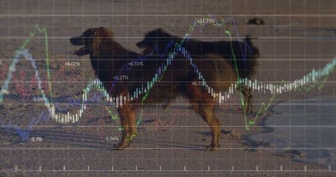 Dog admiring beach overlayed with financial chart