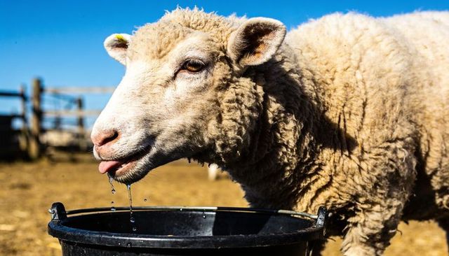 Woolly ewe drinking from black bucket with water droplets and yellow ear tag
