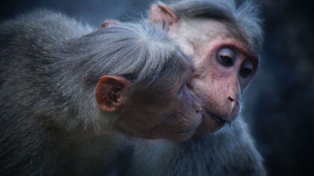 Two Monkeys Interacting with Each Other Close Up - Download Free Stock Photos Pikwizard.com