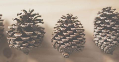 Pine Cones Sitting on Light Wood Plank Closeup Rustic Texture Natural Symmetry