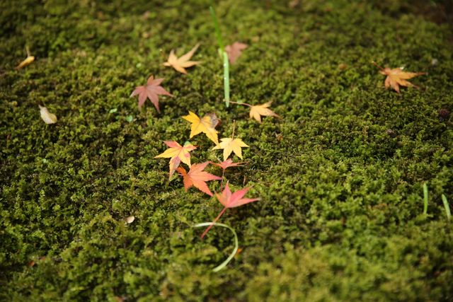 Vibrant autumn leaves scattered on a lush mossy ground in a forest, creating a serene and picturesque natural scene. Ideal for use in nature-themed projects, environmental campaigns, seasonal promotions, or creating a peaceful atmosphere in designs.