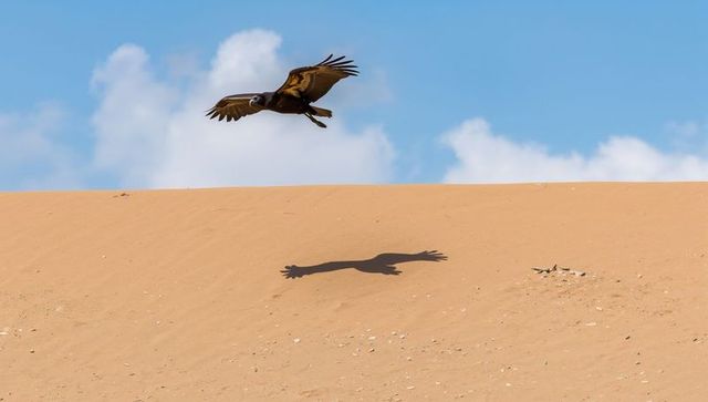 Dark raptor gliding over desert sand dune casting sharp shadow with scattered bones