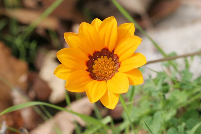 Vibrant yellow Gazania flower with distinct petal pattern close-up. Suitable for floral sites, gardening content, nature blogs, and botanical publications.