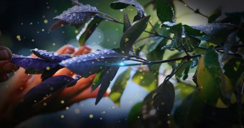 Holding dewy leaves with gentle hands, golden bokeh, rain-kissed garden foliage close-up
