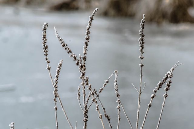 This image shows frost-covered plants during wintertime. Suited for themes of nature, tranquility, and cold weather. Can be used in seasonal promotions, nature blog posts, and winter-themed marketing.