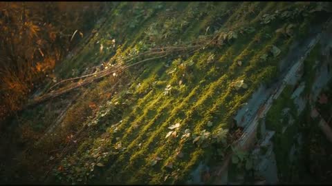 Golden Hour on Moss-Covered Corrugated Roof with Vines Shifting Light