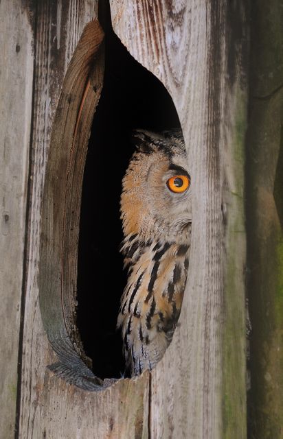 Eagle Owl Peeking from Tree Hollow with Bright Orange Eye - Download Free Stock Photos Pikwizard.com