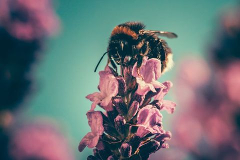 Close-up of Bee Pollinating Lavender Flower