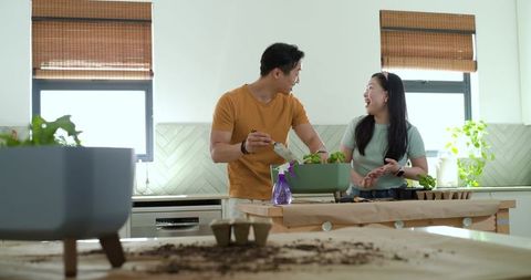 Asian couple planting indoor herb garden on kitchen island laughing preparing seedlings