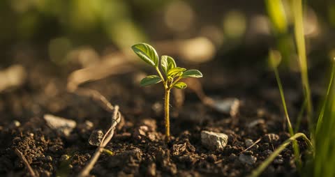 Tiny Seedling Emerging from Soil with Vibrant Green Colors