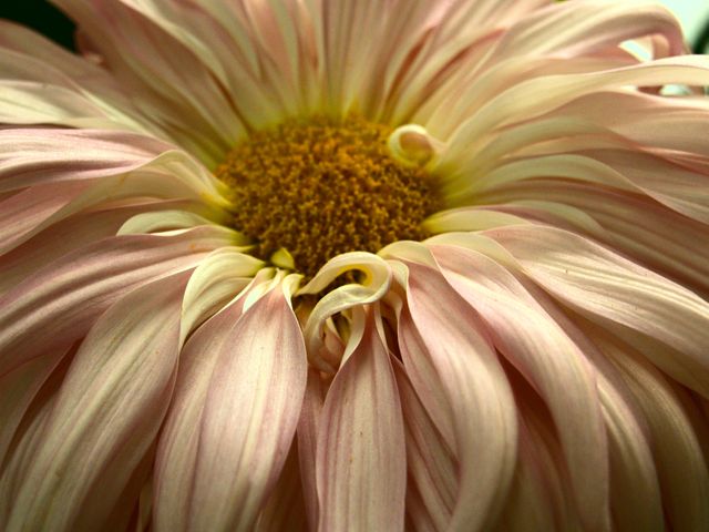 This close-up captures the delicate beauty of a pink chrysanthemum in full bloom, with intricately curled petals. It is ideal for nature-themed projects, floral artwork, botanical studies, greeting cards, calendars, or backgrounds. The soft colors bring a sense of elegance and calm, making it perfect for home decor or nature-inspired designs.
