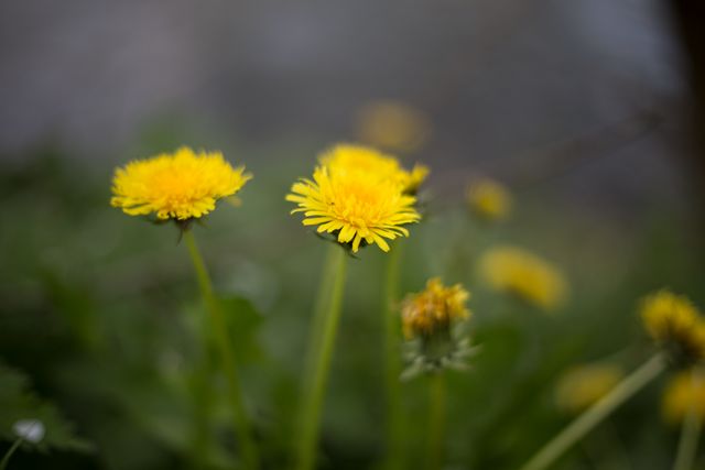Close-up view of bright yellow dandelions blooming against a soft, blurred background. Ideal for nature themes, springtime promotions, floral marketing materials, and garden-related content.