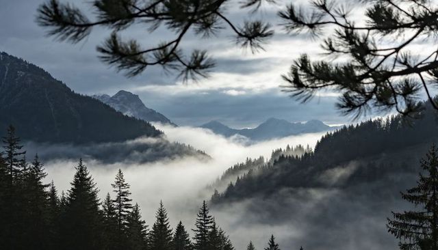Framing fog-filled alpine valley with pine silhouettes and misty mountain ridges