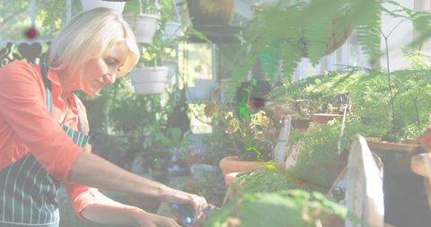 Mature woman trimming potted fern at sunlit greenhouse potting bench with shears