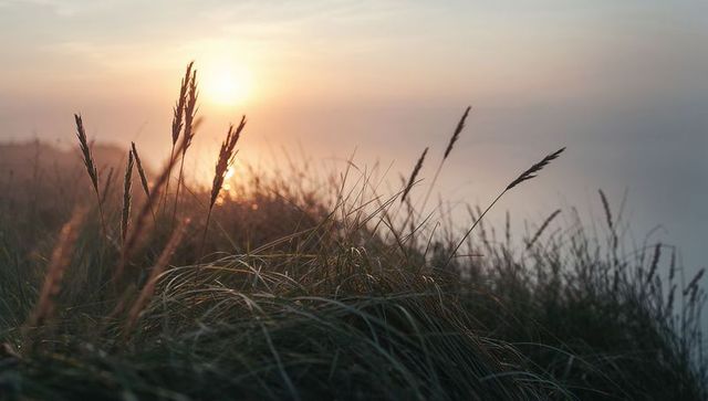 Dune grasses swaying in golden sunset over misty headland and calm sea