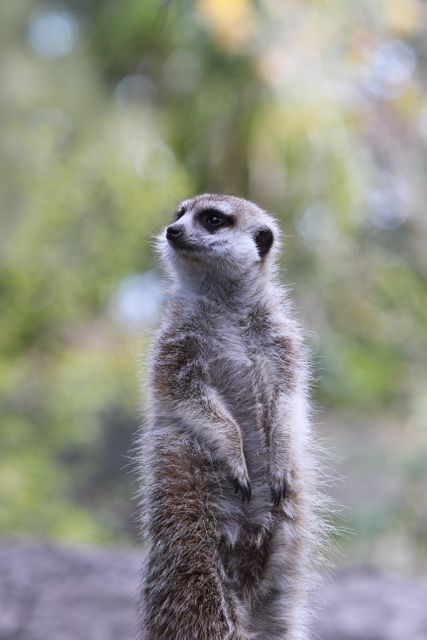 Meerkat standing on alert with blurred trees in background. Suitable for animal behavior studies, wildlife documentaries, nature-themed projects, educational materials, and safari advertisements.