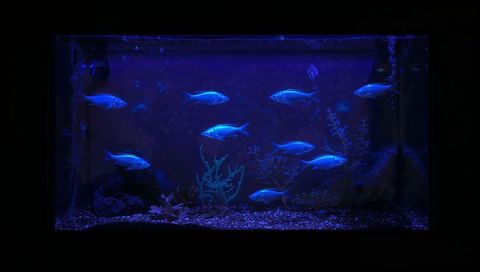 Blue-lit aquarium featuring glowing silvery fish swimming over gravel and coral plants