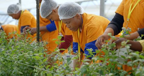 Diverse Agricultural Workers Carefully Tending Greenhouse Plants