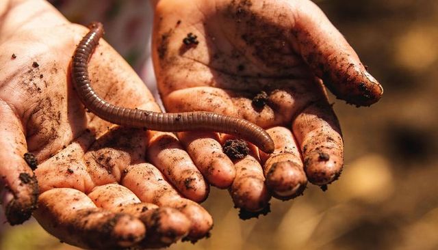 Small dirt-covered hands cradling glossy earthworm in sunlit garden close-up texture