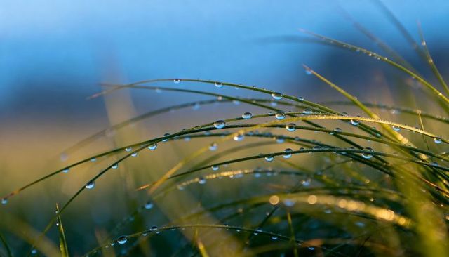 Dew-dotted slender grass blades at dawn with sparkling water droplets and soft bokeh glow